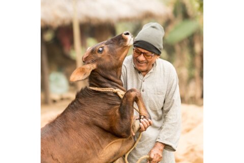 In memory of Siba Kripa Bose